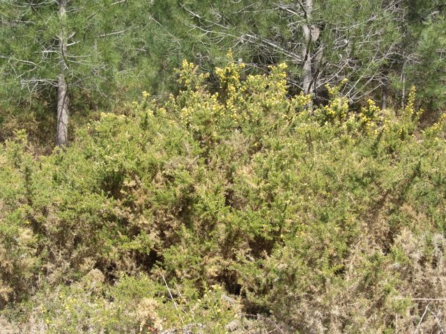 La forêt autour du Het Club