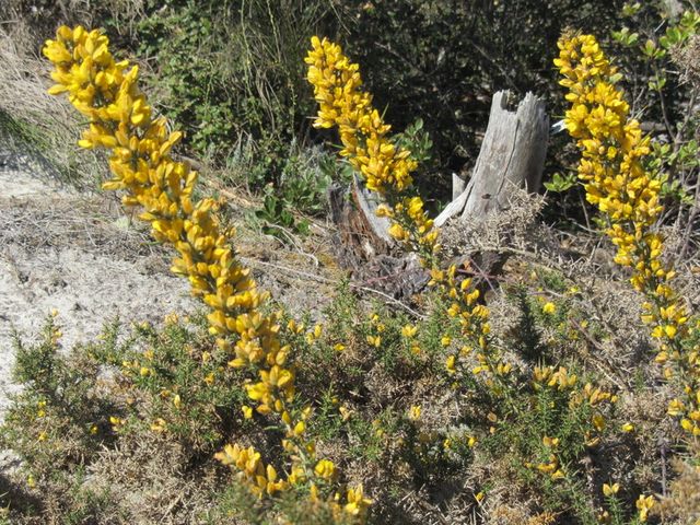 Genêts en fleur
